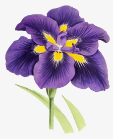 Mauve Lily Drawing - Iris Clipart, HD Png Download, Transparent PNG