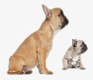 Clip Art Faramula Your Formula For , Transparent Cartoons - 5 Months Old French Bulldog, HD Png Download, Transparent PNG