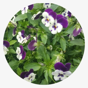 Pansy Png, Transparent Png, Transparent PNG