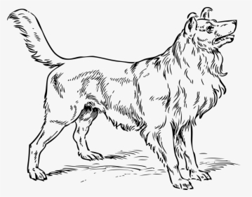 Line Art,wildlife,paw - Collie Dog Coloring Pages, HD Png Download, Transparent PNG