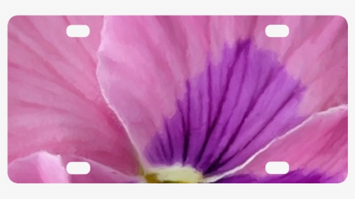 Pink And Purple Pansy Classic License Plate - Petunia, HD Png Download, Transparent PNG