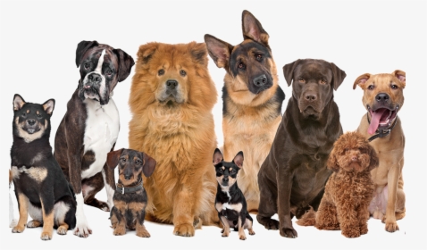 Francesca S Barking Mad Blog - Large Group Of Dogs, HD Png Download, Transparent PNG