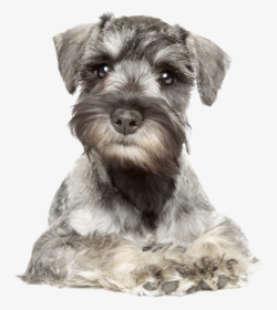 Your Furry Friend Looking A Bit Scruffy - Miniature Schnauzer White Background, HD Png Download, Transparent PNG
