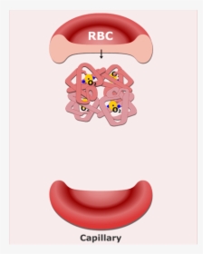Hemoglobin Molecules In An Rbc Animation Slide - Blood Function Cartoon, HD Png Download, Transparent PNG