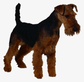 Dog Png - Wire Fox Terrier Silhouette, Transparent Png, Transparent PNG