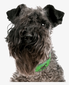 Wheaten Terrier Kerry Blue Mix, HD Png Download, Transparent PNG