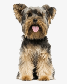 Yorkshire Terrier Front View, HD Png Download, Transparent PNG