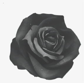 Black Rose Tavern - Black Rose, HD Png Download, Transparent PNG