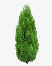 Dense Green Pine Needles - Cypress Tree Png, Transparent Png, Transparent PNG