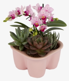 Flowerpot, HD Png Download, Transparent PNG