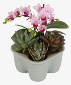Flowerpot, HD Png Download, Transparent PNG