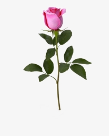Pink Rose Download Transparent Png Image - Garden Roses, Png Download, Transparent PNG