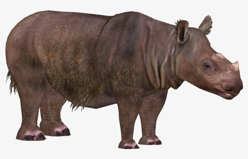 Rhinoceros Png Transparent Images - Zoo Tycoon 2 Sumatran Rhino, Png Download, Transparent PNG