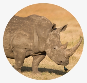 Black Rhinoceros , Png Download - Black Rhinoceros, Transparent Png, Transparent PNG