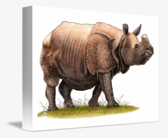 Transparent Rhinoceros Clipart - Indian Rhinoceros, HD Png Download, Transparent PNG
