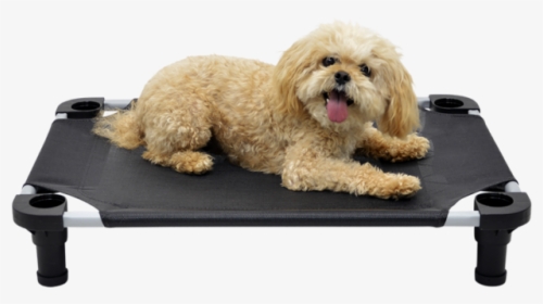 4 Legs 4 Pets - Companion Dog, HD Png Download, Transparent PNG
