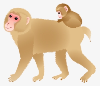 White-headed Capuchin, HD Png Download, Transparent PNG
