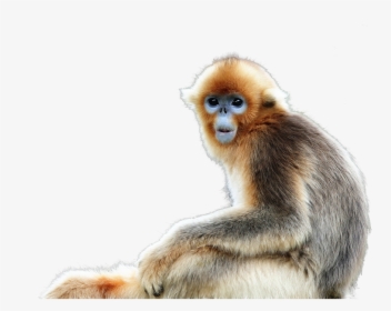 Golden Snub Nosed Monkey Png, Transparent Png, Transparent PNG