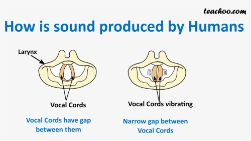 How Is Sound Produced By Humans - Vocal Cords Produce Sound, HD Png  Download , Transparent Png Image - PNGitem