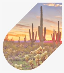 480 626 4711 Our Agents Are Available 24/7 - Desert Beautiful Phoenix Arizona, HD Png Download, Transparent PNG
