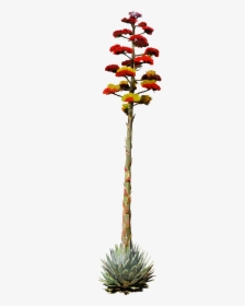 If All Else Fails, You Can Always Make Tequila - Arizona Desert Plants Clipart, HD Png Download, Transparent PNG
