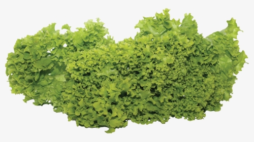 Vegetable Plants Png - Salad Vegetable Png, Transparent Png, Transparent PNG
