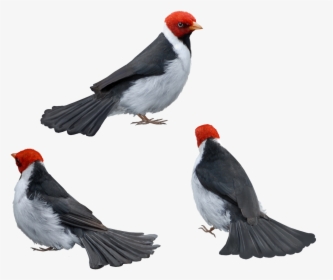Bird , Png Download - Finch, Transparent Png, Transparent PNG