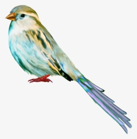 Tube, Birds, Los Tipitos, Art, Craft Art, Kunst, Bird, - سكرابز عصافير, HD Png Download, Transparent PNG