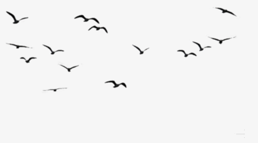#birds #aves #black #negro #volando #flying - Birds In The Sky Png, Transparent Png, Transparent PNG