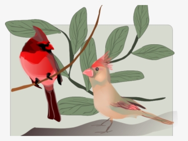 Transparent Christmas Cardinal Clipart Bird Hd Png Download Transparent Png Image Pngitem