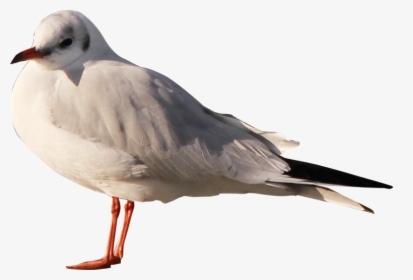 Gull, HD Png Download, Transparent PNG
