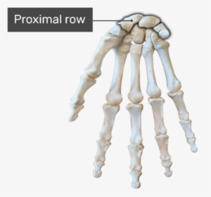 Proximal Row Bone - Hand Bone Diagram No Labels, HD Png Download, Transparent PNG
