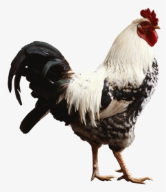 Aves Png, Transparent Png, Transparent PNG