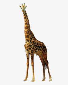 Giraffe Animals Nature Africa Png Image - Imagen De Jirafa Png, Transparent Png, Transparent PNG
