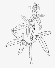 Ivy Clip Arts - Drawing Of Medicinal Plants, HD Png Download, Transparent PNG