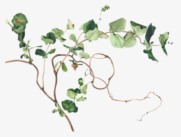 Pin By Akshay Patel - Ivy Botanical Drawing, HD Png Download, Transparent PNG