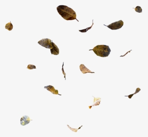 #ftestickers #leaves #falling #fallingleaves #fall - Moths And Butterflies, HD Png Download, Transparent PNG