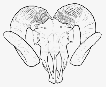 Clip Art Collection Of Free Valley - Ram Skull Transparent Drawing, HD Png Download, Transparent PNG