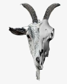Goat Skull Freetoedit Scskulls Skulls, HD Png Download, Transparent PNG