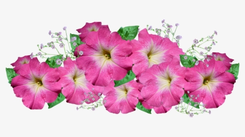 Petunia, Pink, Flower, Arrangement - Petunia Transparent Background, HD Png Download, Transparent PNG