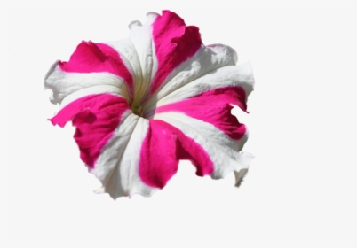 Petunia Flower Png, Transparent Png, Transparent PNG