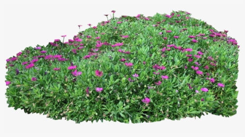 Mexican Petunia - Purple Flowers Bush Png, Transparent Png, Transparent PNG