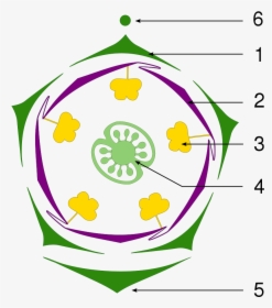 Floral Diagram Of Petunia, HD Png Download, Transparent PNG