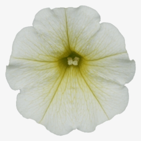 White Petunia Transparent, HD Png Download, Transparent PNG