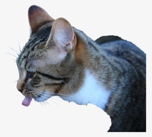Katten Drinken, HD Png Download, Transparent PNG