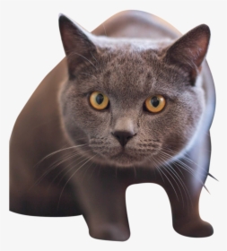 British Shorthair Cat With Yellow Eyes, HD Png Download, Transparent PNG