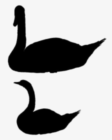 Transparent Swan Silhouette Png - Duck, Png Download, Transparent PNG