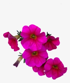 #flower #pink #petunia #freetoedit - Petunia Png, Transparent Png, Transparent PNG