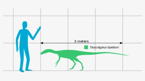 File - Tanycolagreus Scale - Svg - Lesothosaurus, HD Png Download, Transparent PNG