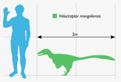 Velociraptor Scale To Human, HD Png Download, Transparent PNG